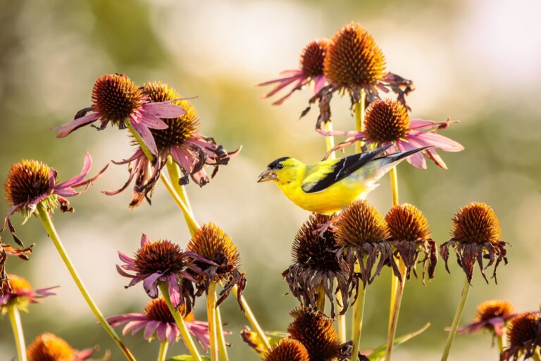 bird on coneflower