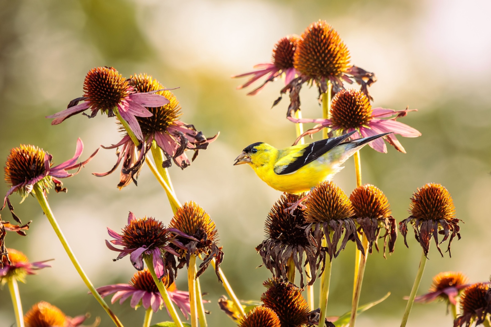 bird on coneflower