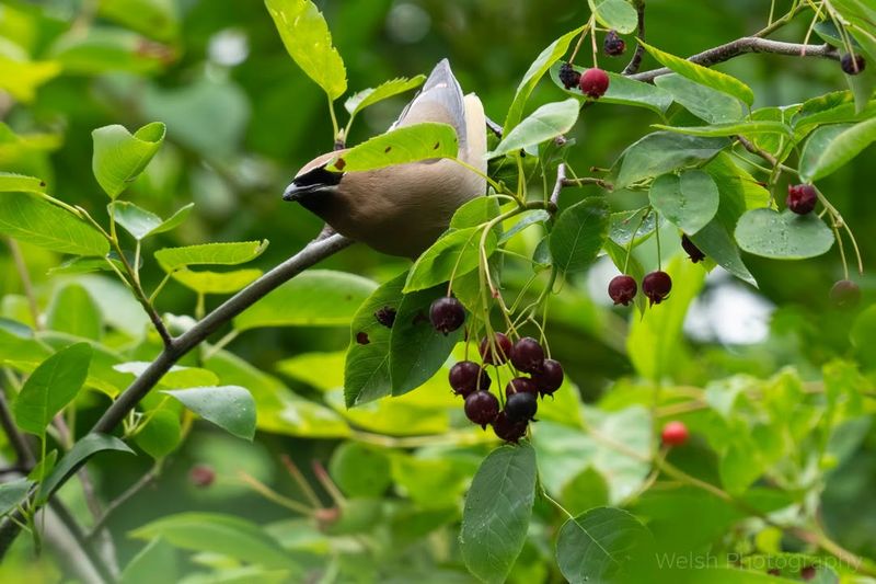 Serviceberry (Amelanchier)