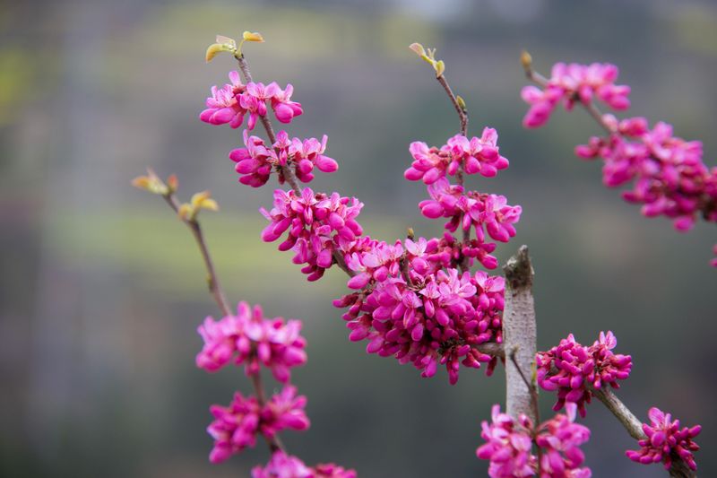 Eastern Redbud