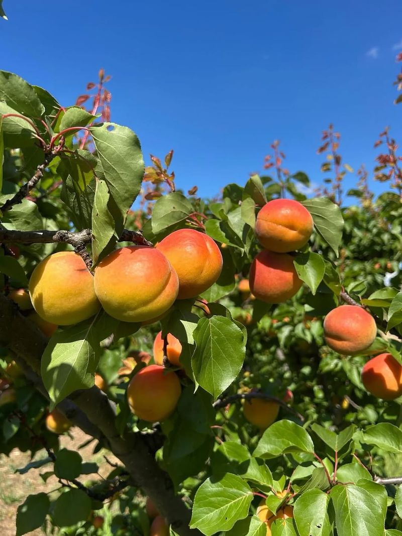 Apricot Trees