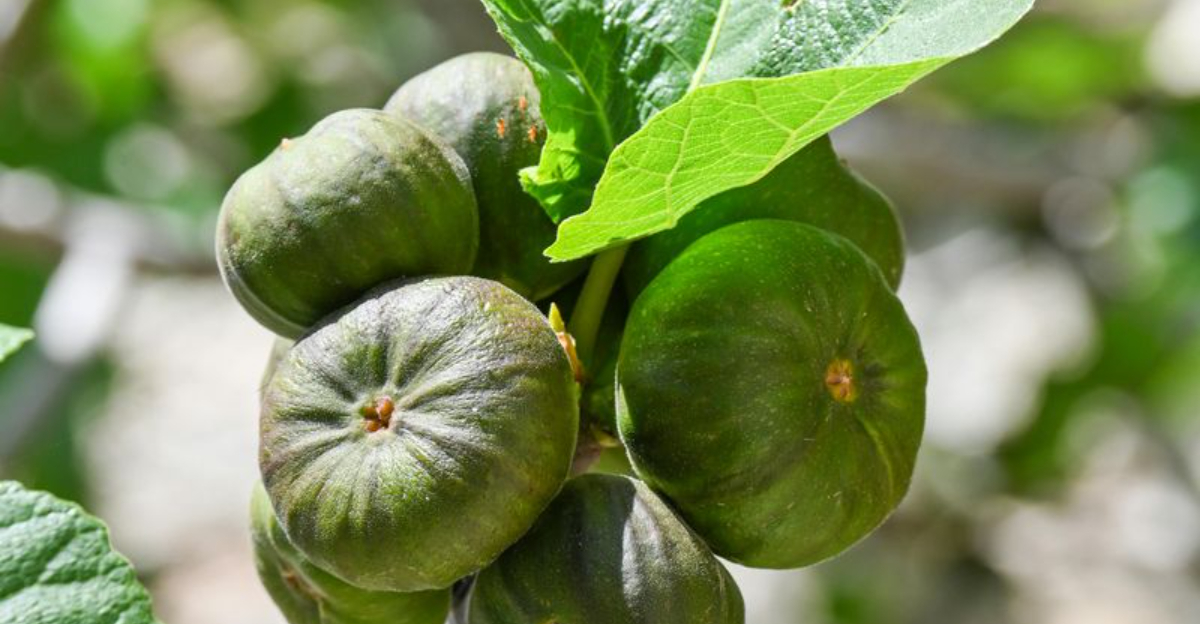 13 Fruit Trees That Are Not Worth Growing In Mississippi