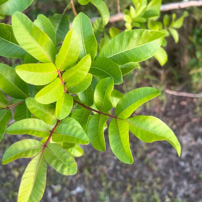 Brazilian Pepper Tree