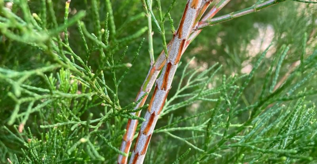 australian pine branch