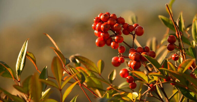 nandina shrub