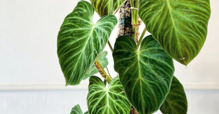 philodendron
