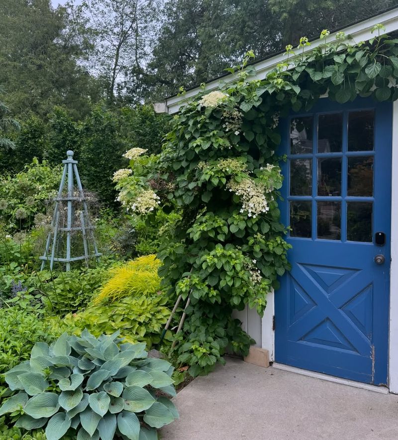 Climbing Hydrangea Brings Elegant White Blooms To Dark Corners