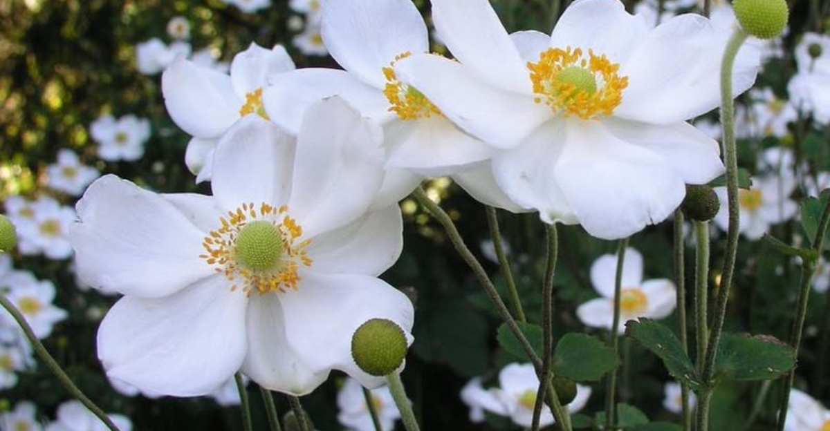 13 Shade-Loving Perennials Oregon Experts Are Recommending For 2026