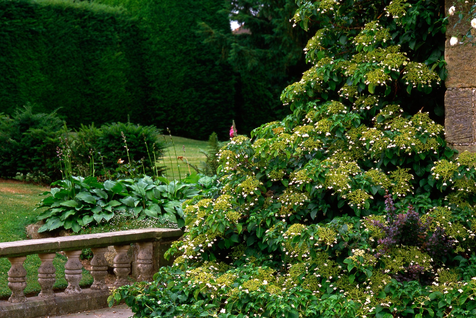 13 Shade‑Loving Climbers Perfect For Pennsylvania Gardens With Little To No Sun