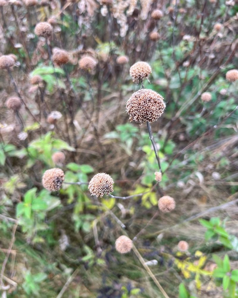 Leave Plant Stems Standing Through Winter