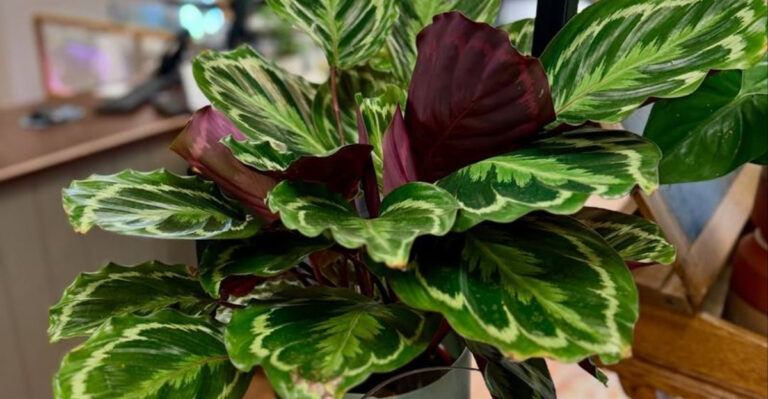 houseplant for jungle vibe