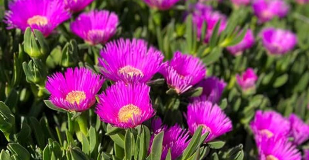 14 Common Plants That Might Become Illegal In California Home Gardens