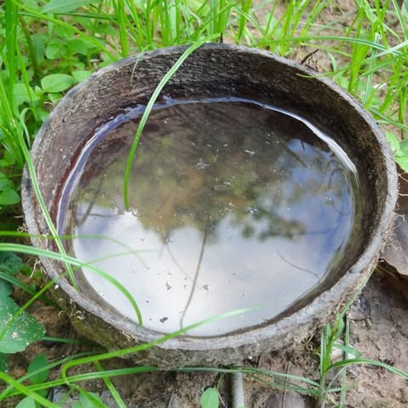 Standing Water Containers That Breed Mosquitoes
