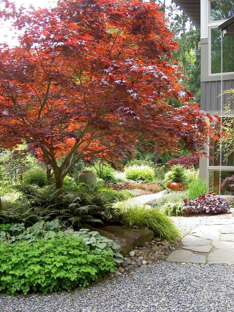 2. Japanese Maple
