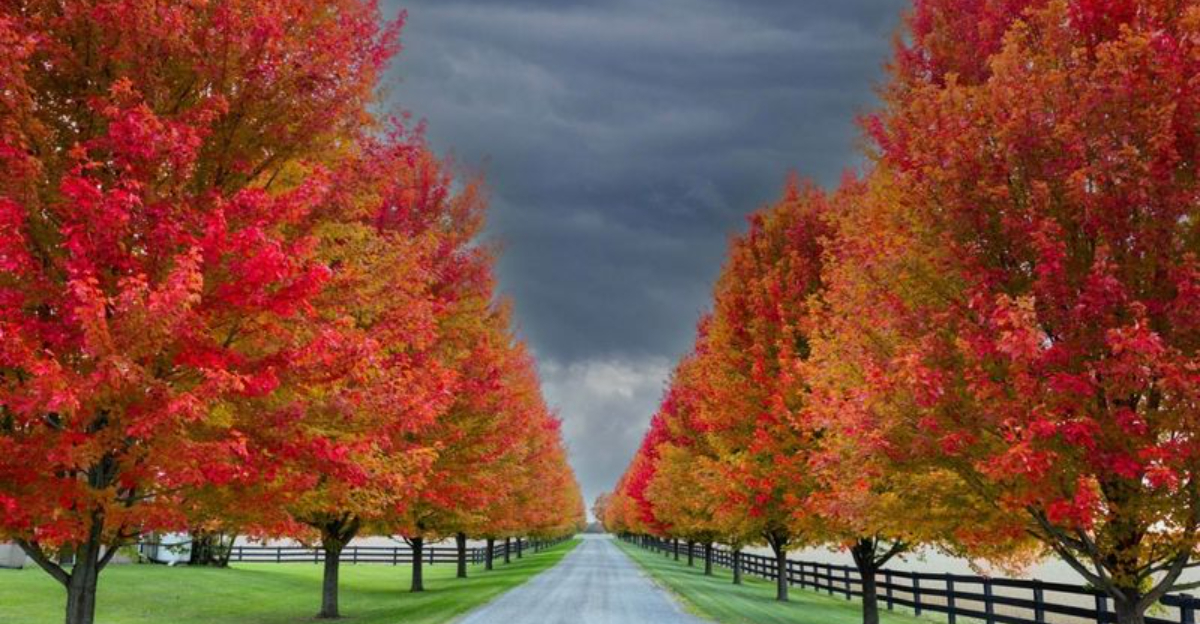 14 Fast-Growing Shade Trees Perfect If You Have A Smaller Yard