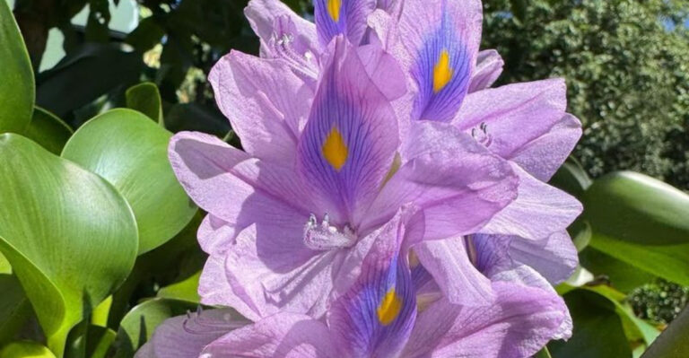 common water hyacinth