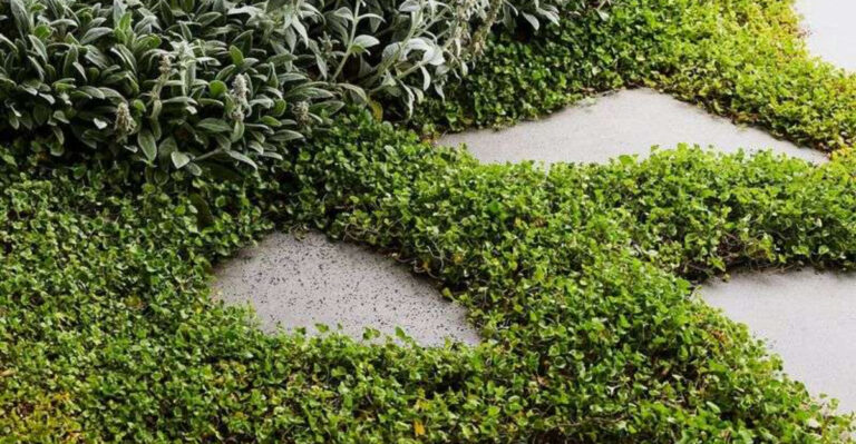 garden idea low maintenance