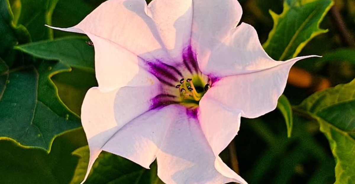 14 Plants That Do Not Belong Inside Pennsylvania Homes