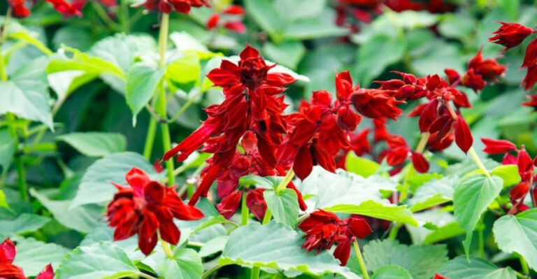 salvia