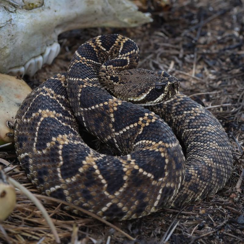 Eastern Diamondback Rattlesnake