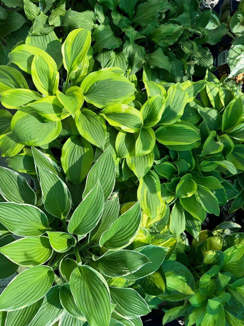 Hostas Bring Bold Foliage To Shaded Corners