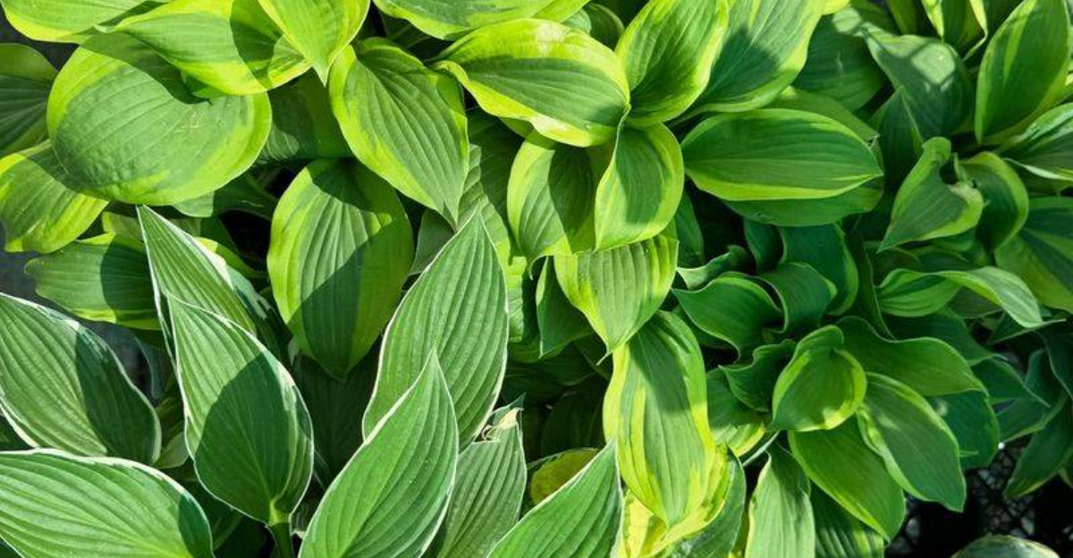 14 Shade-Loving Plants That Transform Pennsylvania Backyards Into Green Retreats