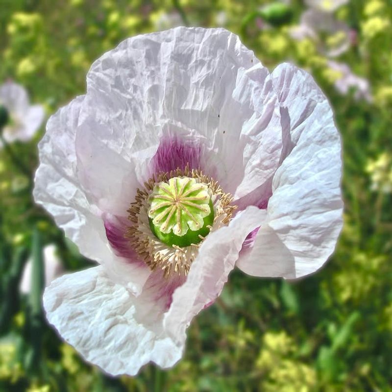 Opium Poppy (Papaver Somniferum)