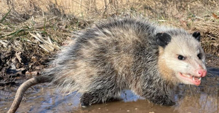possum in mud