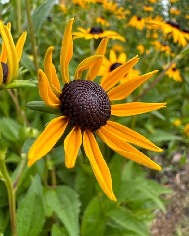 Black-Eyed Susan