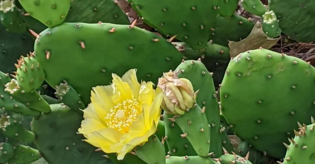 flowering cactus