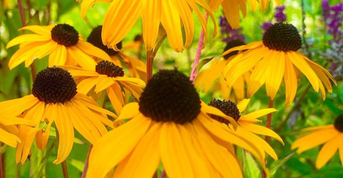 15 Native Plants That Attract Local Birds To Georgia Home Gardens