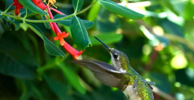 hummingbird feeding on a coral honeysuckle