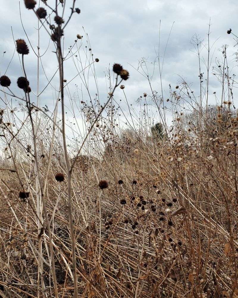 Leave Perennials Standing Through Winter