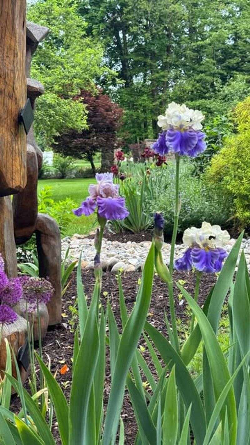 Adding Native Perennials Instead Of Annuals