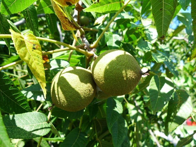 Black Walnut (Juglans Nigra)