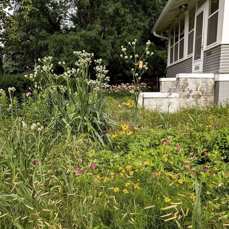 Plant Native Trees And Shrubs