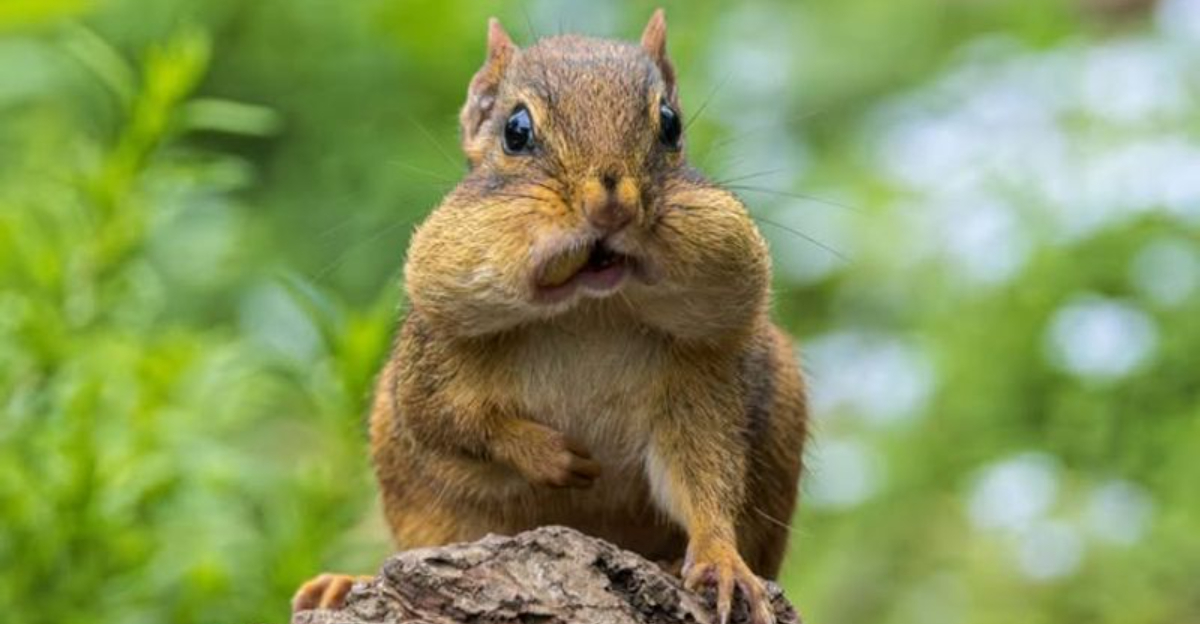 15 Ways To Make Your Georgia Yard More Welcoming To Local Wildlife