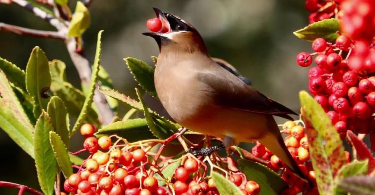 bird eating berries on branch