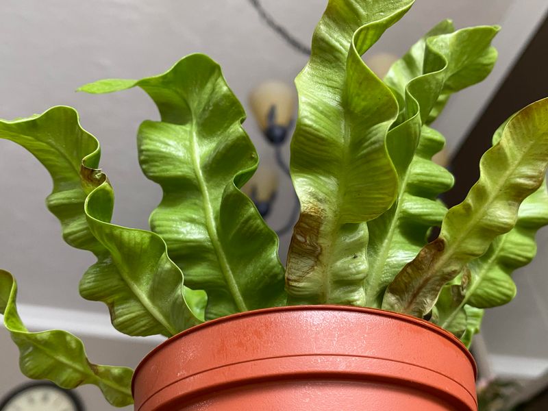 #3 Brown Crispy Tips Showing Up Overnight