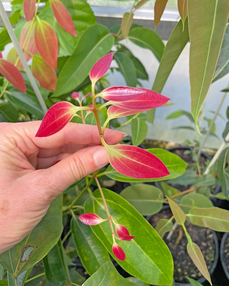 #3 Prepare Nutrient Rich Well Draining Soil Mix