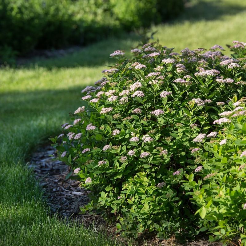 3. Spirea