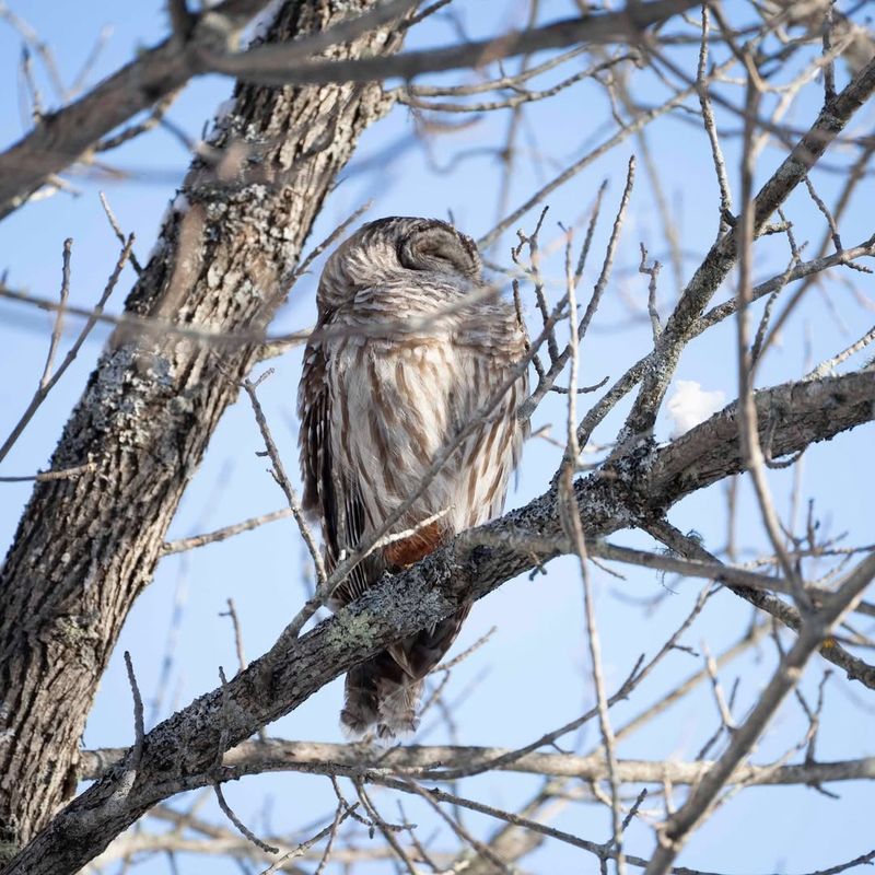 3. Presence Of Tall Trees For Roosting