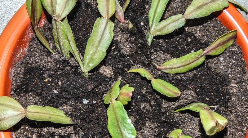 3. Poor Drainage Is Causing Root Problems