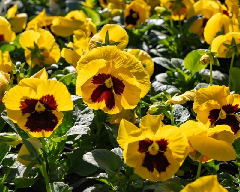 3. Pansies