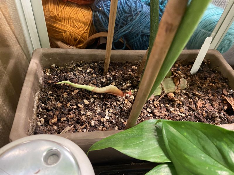 #4 Drooping Stems That Look Tired And Thirsty