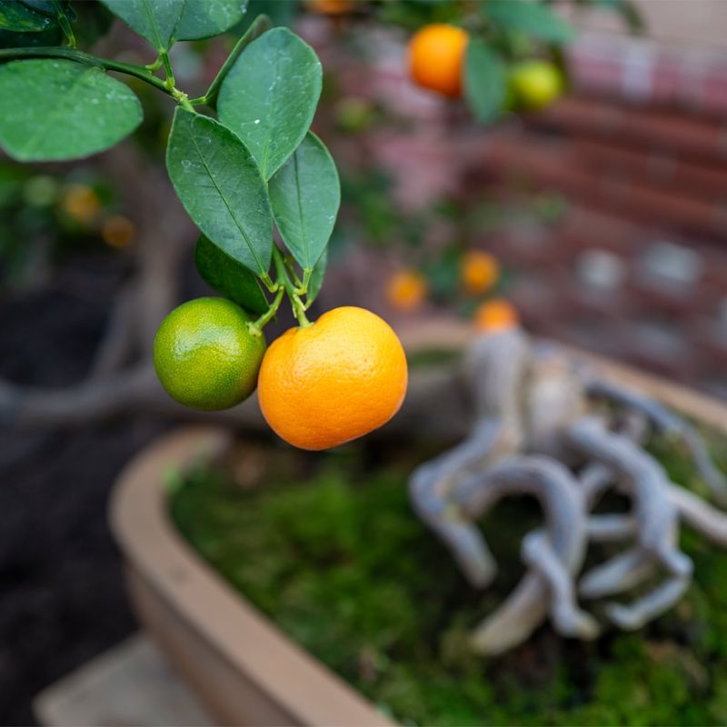 #4 Use Well Draining Soil For Healthy Roots