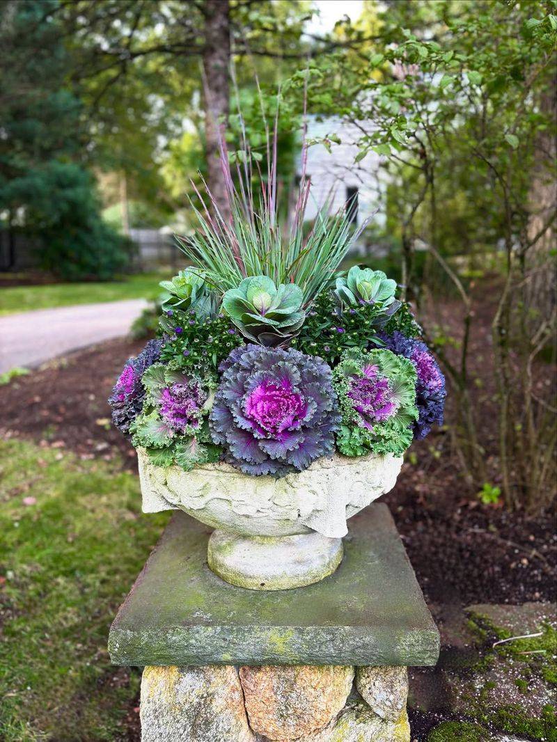 Ornamental Kale