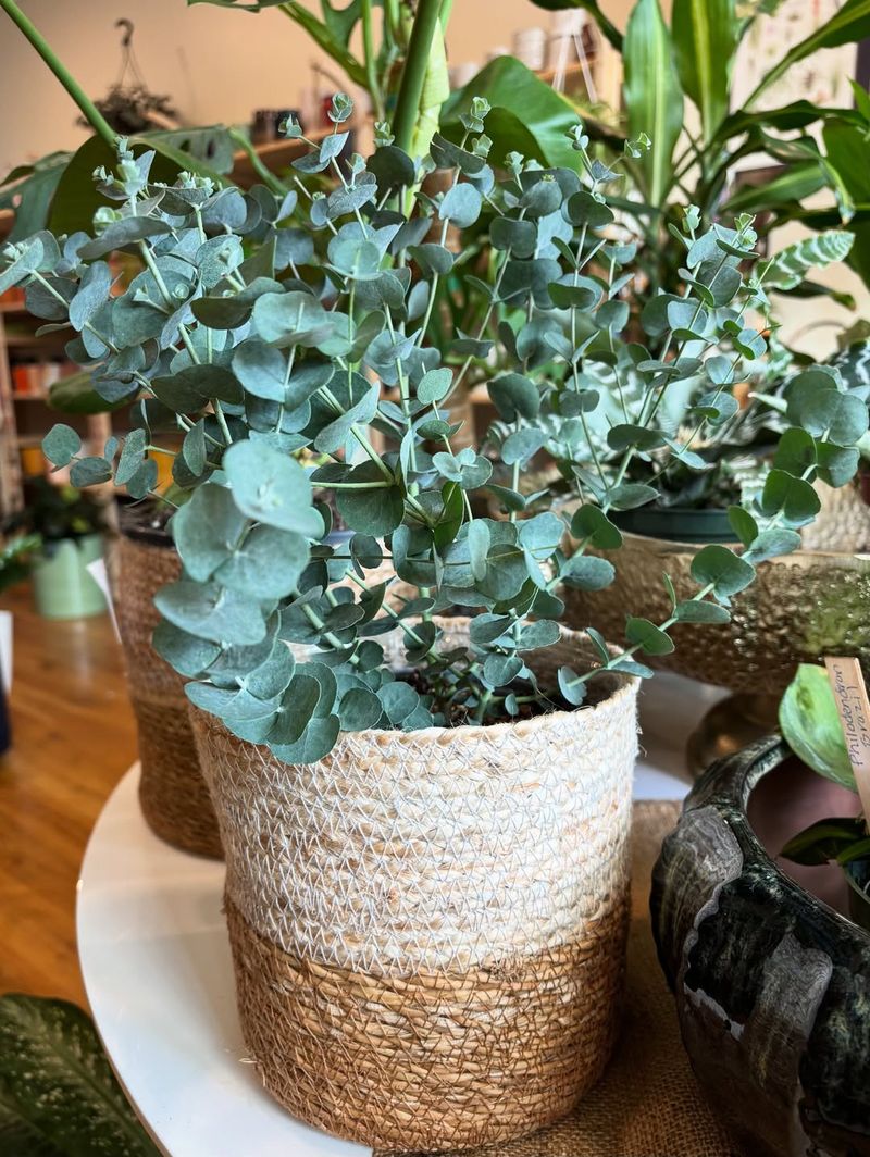 4. Eucalyptus