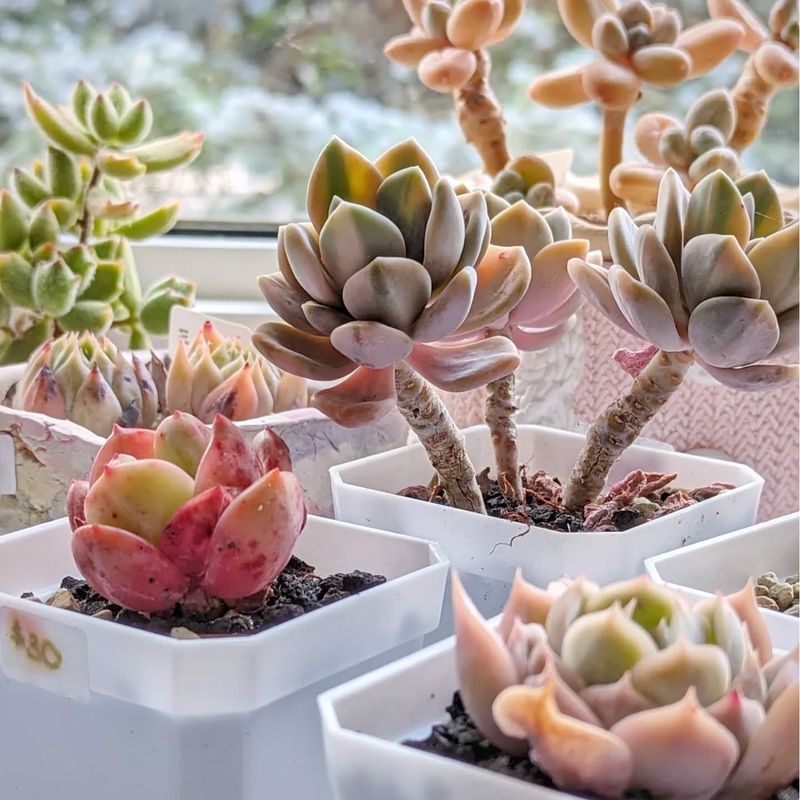 4. Cancer (June 21 - July 22): Echeveria