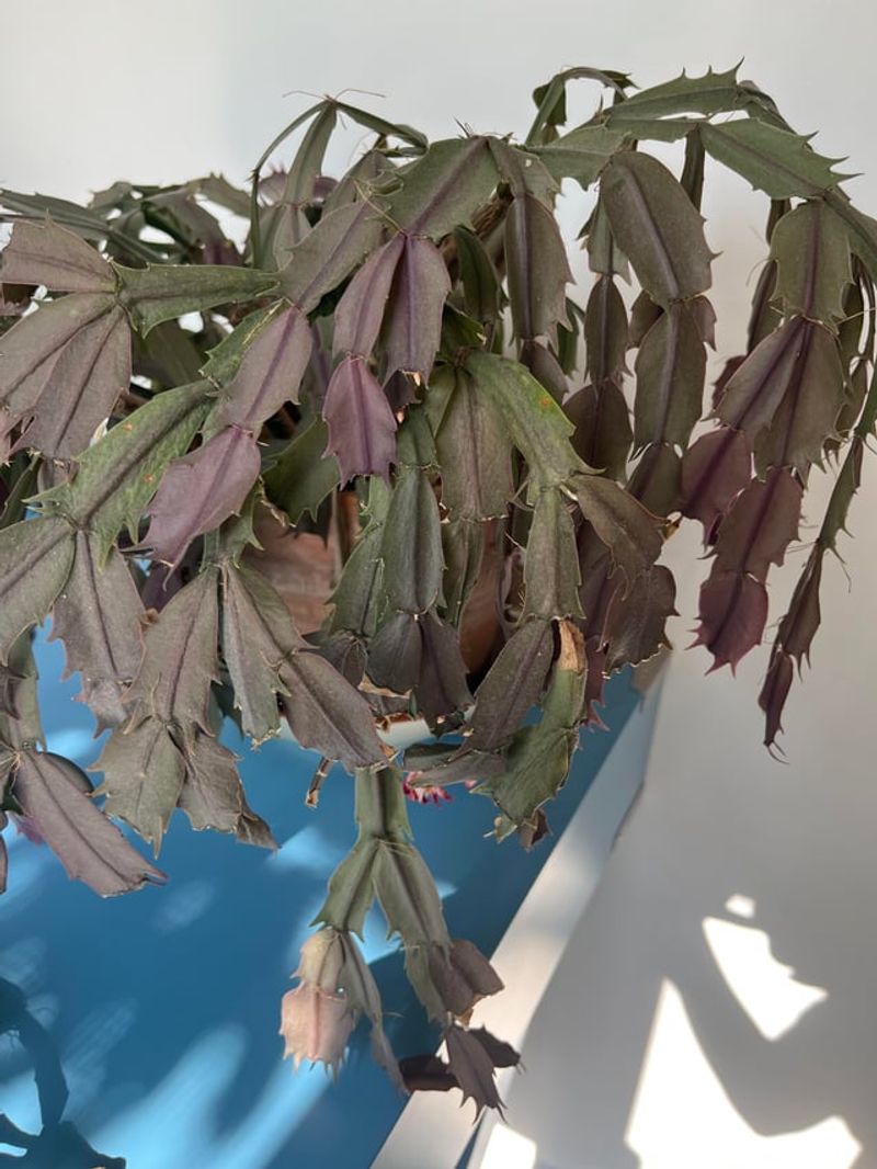 4. Temperature Stress Is Shocking The Plant